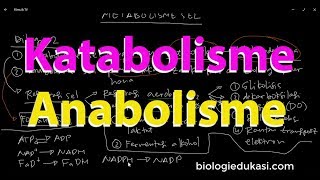 Metabolisme Sel Katabolisme dan Anabolisme