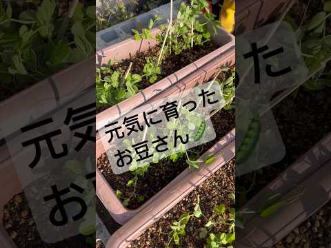 メドウエンドウ 植物