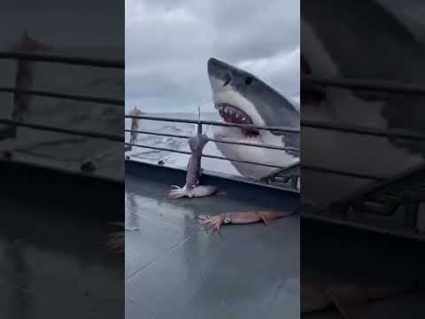 Unreal Viral Fishing Clip: Squid Invasion + Shark Spit-Up Moment🤯🦈