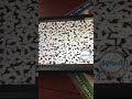 Sesame Street Rubber Stamps 20