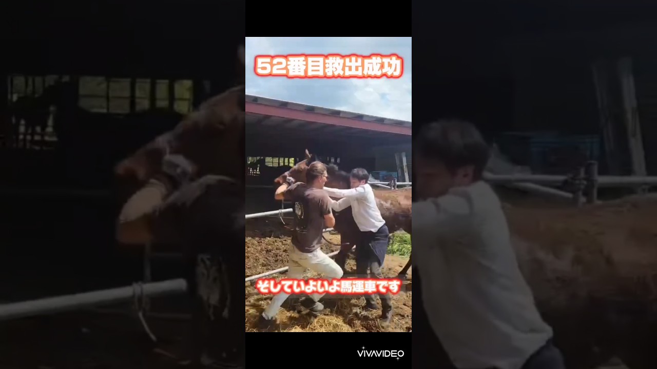 【2026.04.02】肥育場からの52頭目出発！！生まれてまだ鞍もつけてなあのにお肉へ。サラブレッドの厳しい現実。#馬 #horse #闇 #引退馬 #競馬のお話