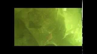 preview picture of video 'Macroalgae in West River, New Haven Harbor'