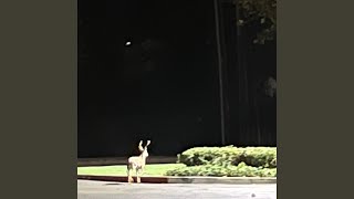 Complicated Music Video