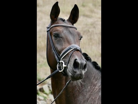 SOLD 2017 bildschöne Hannoveraner Stute von FOR ROMANCE ! www.sporthorses-online.com