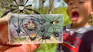 Eps 247 - Spider Hunting Advantures. Catching Giant Golden Spider & Wild Insects in Around Us ‼️