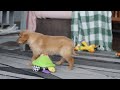 Golden Retriever dogs for sale: Cally - Video 1