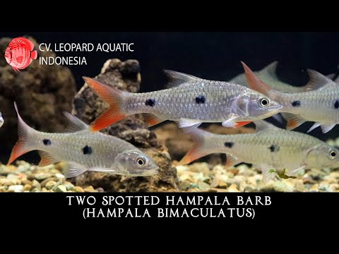 Hampala bimacula. The ELEGANT Two Spotted Hampala Barb! (Leopard Aquatic U066A)