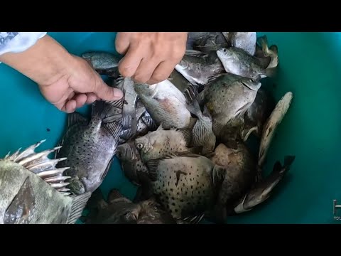 EP818-P2 - Pagpandaw ng Gango | Occ. Mindoro