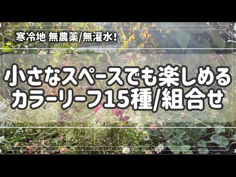 園芸 ウィンターヘーゼル、ニセヘーゼル、長耳のハシバミ