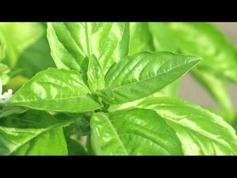 Ill-Logic feat Codu'Penal -Plec in paradis