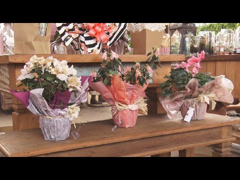Coronavírus causa prejuízo em floriculturas