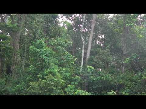 Gibbons calls in Khao Yai Thailand