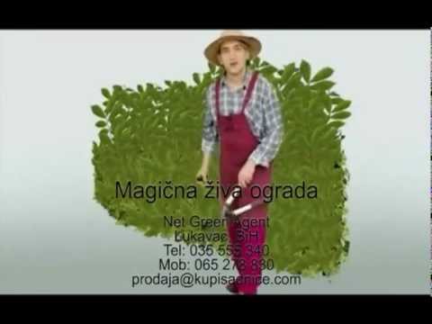 Magična živa ograda / Wonder Hedge / KupiSadnice.com