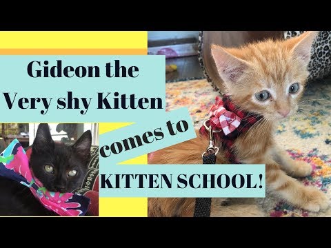 How I Taught this Scared & Shy Kitten to TRUST me