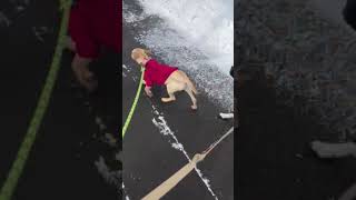 Video preview image #1 Mutt Puppy For Sale in Rockaway, NJ, USA