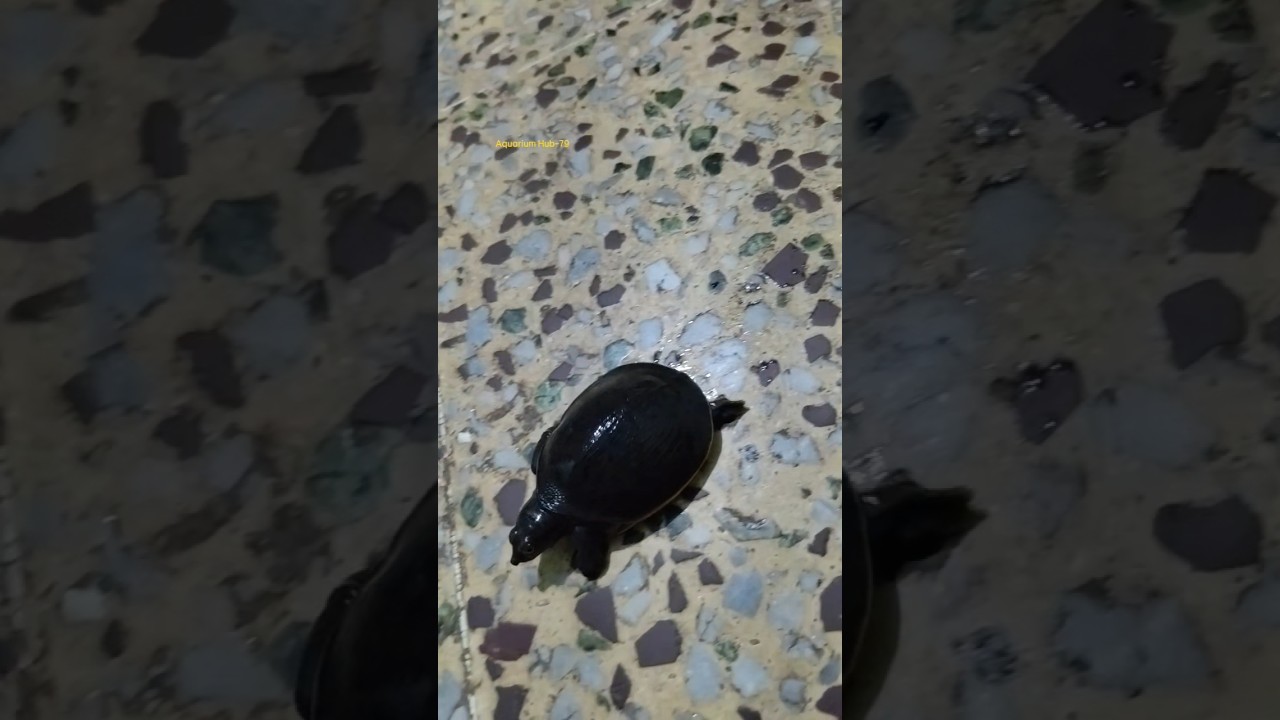 Baby Turtle #turtle #aquariumpets