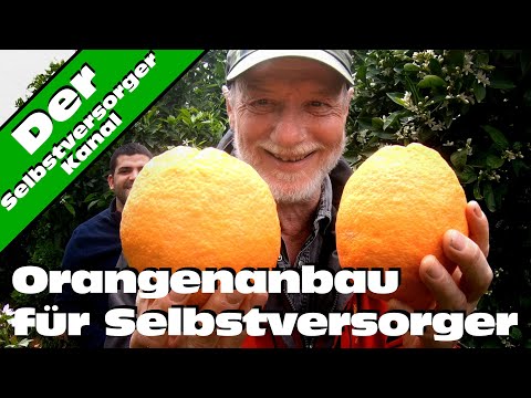 download lagu mp3 mp4 Orangenbaum, download lagu Orangenbaum gratis, unduh video klip Orangenbaum
