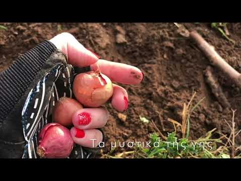 , title : '🌿 πως φυτεύω κρεμμύδι κοκκάρι  | #ταμυστικατησγης'