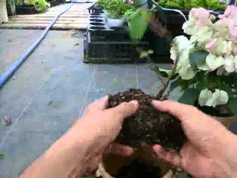 根腐れからトマトをどのようにそしてどのように処理するか Farmer