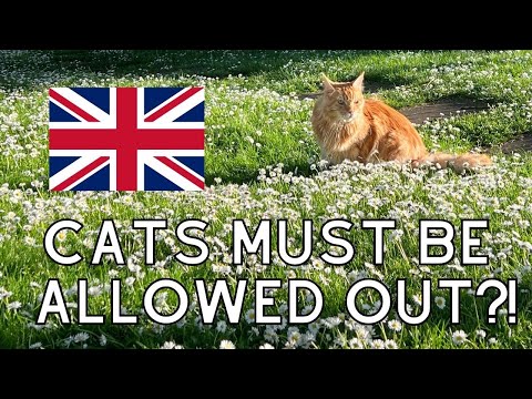 Why Many British Animal Shelters Want Cats to be Indoor-Outdoor
