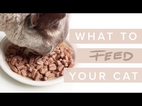 What Should I Feed My Cat? - Cat Nutrition with Dr Darren Foster & Dr Kate Adams [ Part 1/3 ]