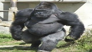 a gorilla&#39;s strength is literally immeasurable