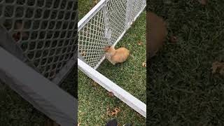 Holland Lop Rabbits Videos