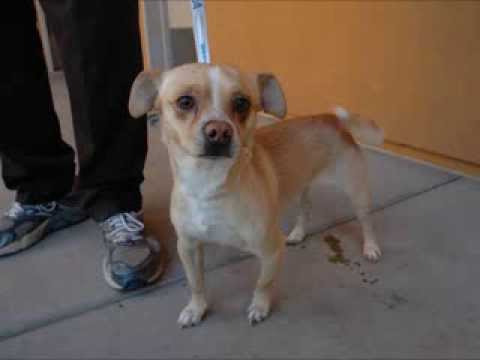 Lanny Ross ID 112088