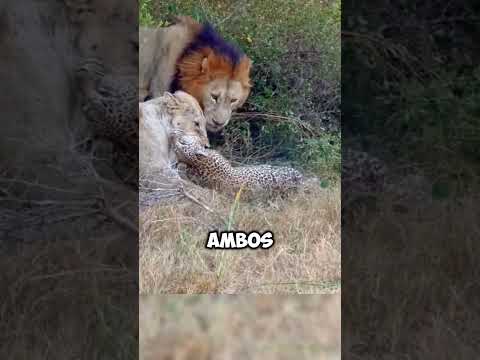 La venganza de esta Leona a este leopardo es increíble 😱 #safari #animalessalvajes #salvajes #planet
