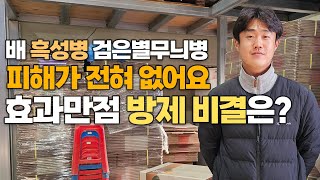 배 흑성병 검은별무늬병 완벽 방제 비결 대공개! 딱 한가지만 기억하세요