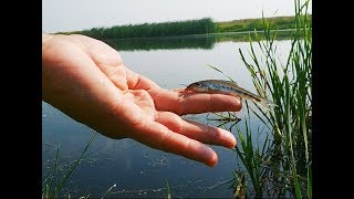 На что лучше ловить пескаря летом