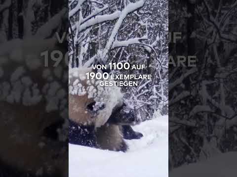 SÜßE RIESEN: Achtung Bärenfans! Gute Nachrichten für den Großen Panda | WELT #shorts