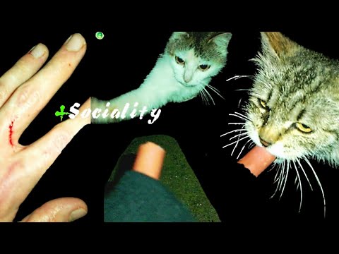 +Sociality: Cute Hungry Stray Cats! Hunting Sausages for Wild Cats! My Hand Is Torn And Bloody!