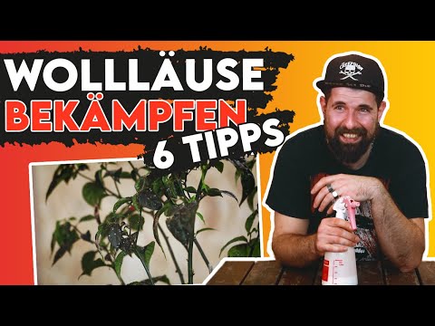 6 TIPPS - WOLLLÄUSE bekämpfen (Schädlinge an Chilipflanzen beseitigen)