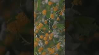 秋なので「金木犀」という曲を書きました。#seiza_金木犀