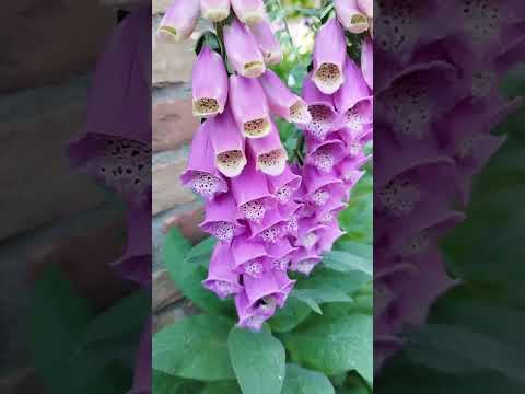 Heimische Fingerhüte: Warum Digitalis im Naturgarten unverzichtbar ist