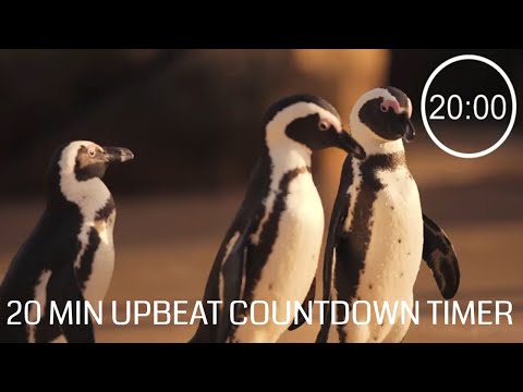 20 Minute Countdown Timer With Upbeat Music - ⏰ Penguins 🐧 - Pack up timer 20 minutes
