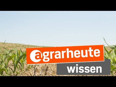 Warum pfluglos ackern und Direktsaat wenig bringt