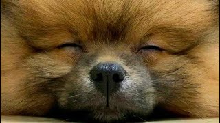 ぽんすけの寝落ち【ポメラニアン】