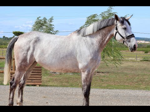 Star Diamond BIG STAR x DOW JONES COURCEL - Video 10 video thumbnail