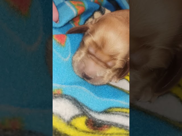 Cocker Spaniel Inglés cachorro en venta