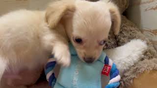 ハーフ犬の動画01