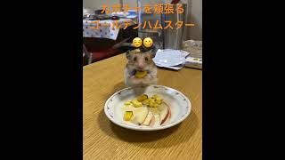 カボチャを頬張る可愛いゴールデンハムスターに癒されたい方は是非！笑