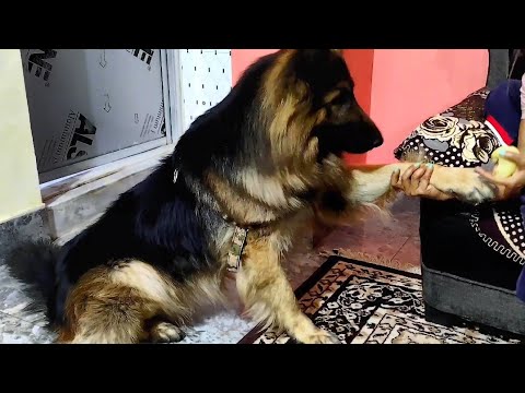 German Shepherd Eating | Dogs video