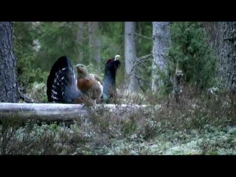 Tjäderspel - Capercaillie