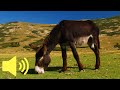 What Does A Donkey Sound Like Farm Animal Sounds Animal Sounds