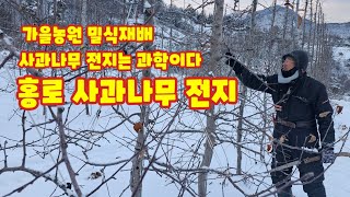 사과나무 전지 가지치기 홍로 밀식 가을농원 [사과재배방법]