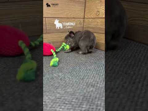 Video 1