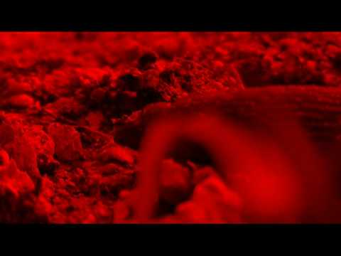 Fall Down - Three Faces In The Wonderland