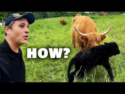 The Mysterious Case of My Disappearing Ninja Calf